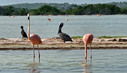 Cosver Tours