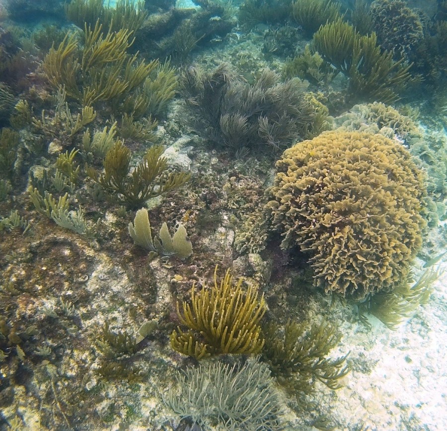 Cosver Tours